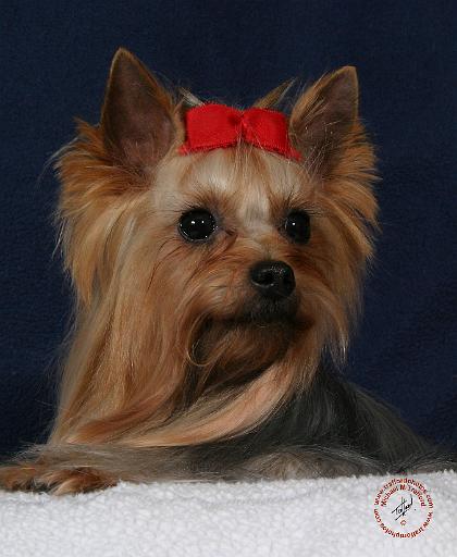 Yorkshire Terrier 9Y110D-025.JPG